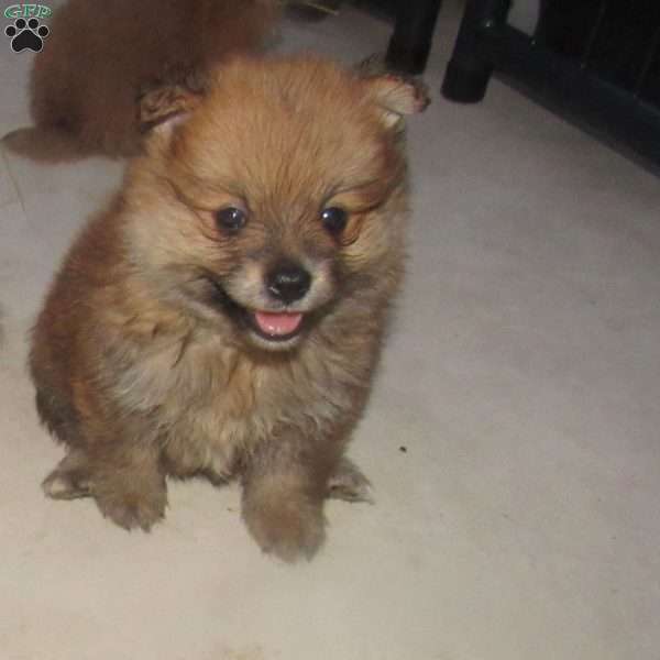 Grizzly Bear, Pomeranian Puppy